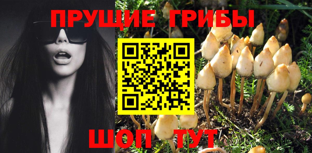 Псилоцибиновые грибы Psilocybe Ржев